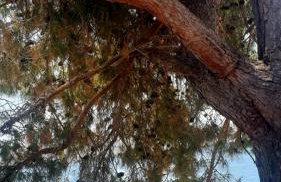 Apartman Jopa - Foto 5