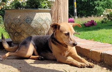 Róże i Jabłonie Agroturystyka - Foto 17