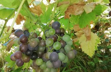 Sainte Sabine en Dordogne - Foto 47