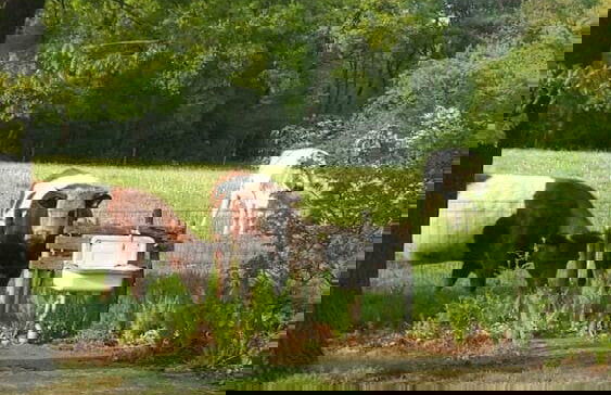 Cottage in Schijf With Garden - Foto 12