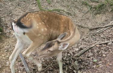 Familiehuis Dolve - Foto 107