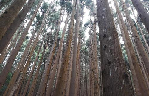 Vivenda Areias - Photo 39