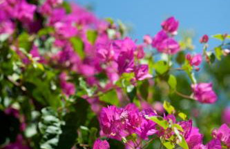 Nikolas Suites - Foto 7