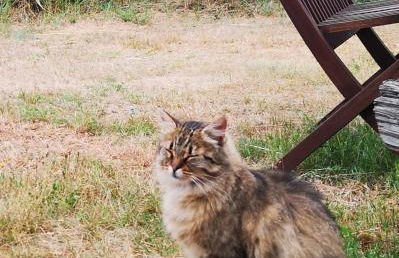 Tiny House am Waldrand - Foto 20