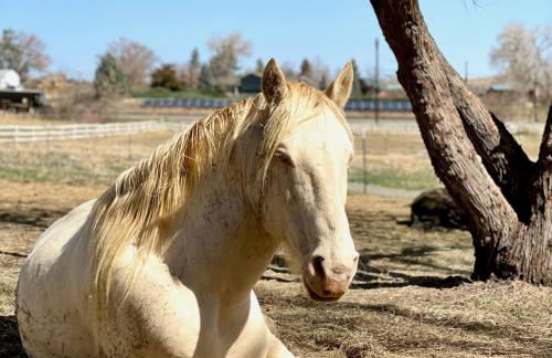 Peaceful Ranch Overlooking Mustangs with Full Kitchen & Fireplace - Foto 24