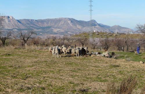 Cortijo La Estrella - Foto 64