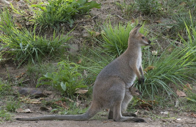 Nimbin Waterfall Retreat - Photo 38