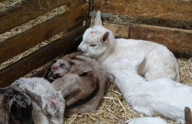 Ferme du Caroire - Foto 13