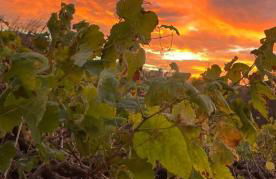 Finca Mamposo - Foto 22