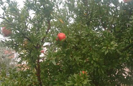 ELENI'S VILLAGE RELAXATION HOME - Photo 32