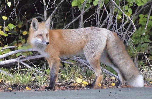 Gorgeous Jackson Hole Condo in Top location with Great Views and Private Deck with Barbeque! - Foto 37