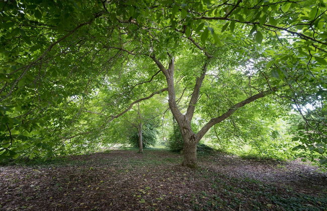 Il Castagno dell'Etna - Foto 68