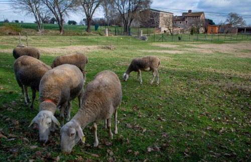 Mas Teixidor, Masia entre Girona y la Costa Brava - Foto 11