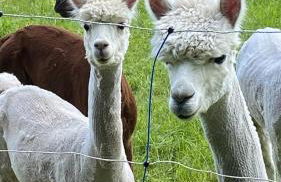 FeWo im Vest - Foto 26