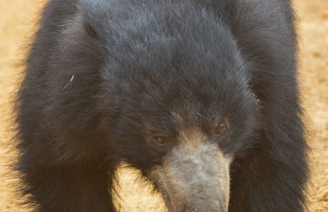 Wilpattu wild villa - Photo 56