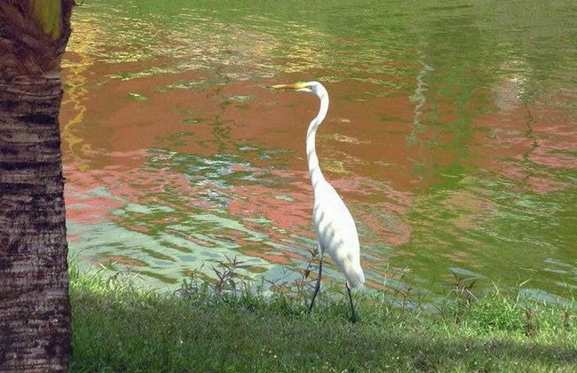 Tour por el lago do Maicá - Foto 5