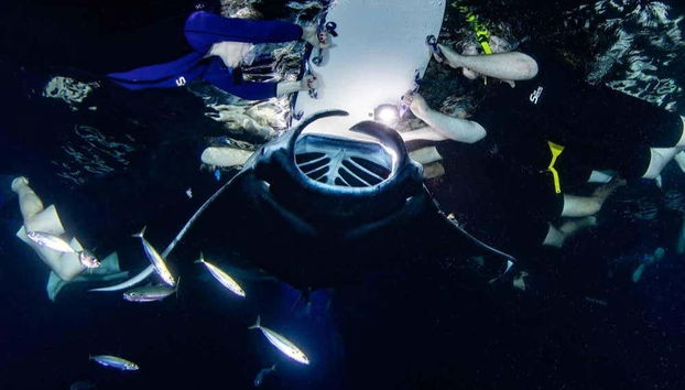 Night Swim with Manta Rays - Foto 4