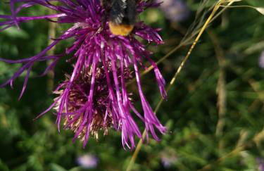 Ferienwohnung Lampertstal in Alendorf, Toskana der Eifel - Foto 41