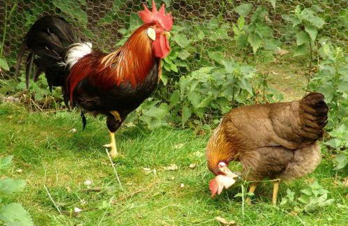 Landhaus op de Warft - Foto 43