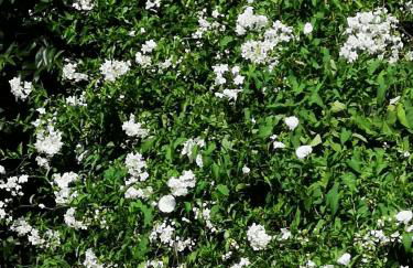 Mayorazgo De Altamira Mila - Foto 25