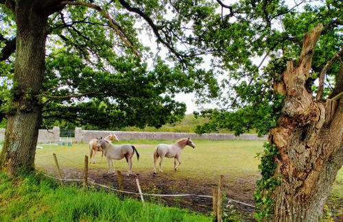 Manoir de L'Aisnerie - Foto 33