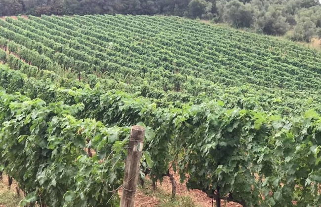 Bulichella - Foto 21