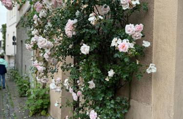 Rheinblick-Oase Oppenheim - Foto 47