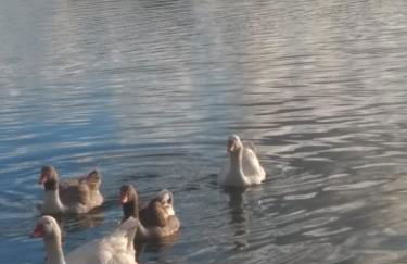 Condomínio Resort Villa das Águas - Photo 19