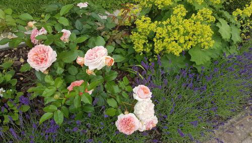 Moltke-Villa - Foto 5, Garden