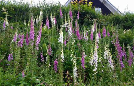 Grünes Ferienhaus - Foto 34