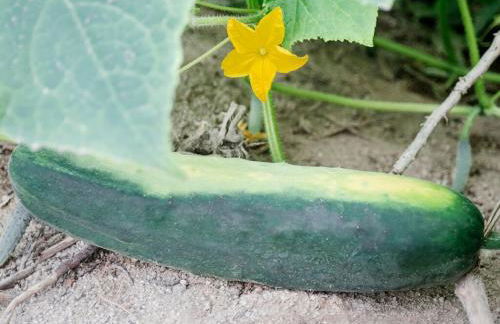 Aldea Rural Pazos De Arenteiro - Foto 38