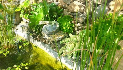 Finca Maracuya - Foto 5