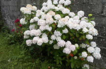 Petite maison du manoir de Keryvoas - Foto 7