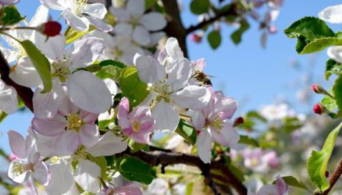 Unterfrickhof - Foto 4, Garden