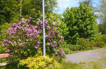 Grünes Ferienhaus - Foto 40