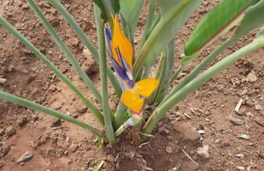 House in Camara de Lobos - Foto 58