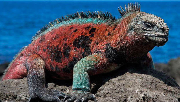 Plaza Islands Full-Day Tour from Santa Cruz - Photo 5