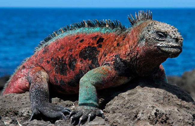 Plaza Islands Full-Day Tour from Santa Cruz - Photo 5