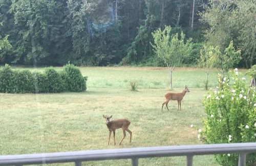 Logement entier de charme, gite équestre GERS Flamarens - Photo 43