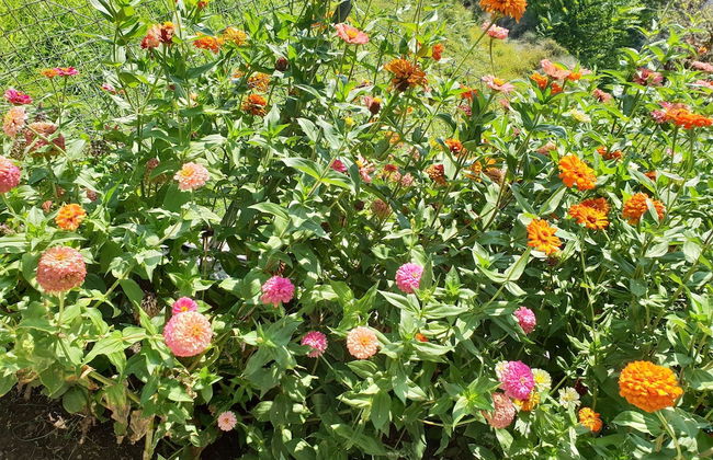 Zmas Studios - Foto 33