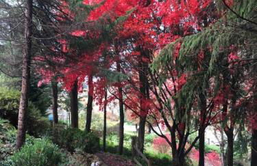 The Nuthatch Cabin - Asheville Tiny Home near the Smokie Mountains! - Foto 33