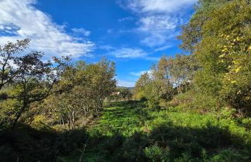 Bayo - terra essentia - Foto 8