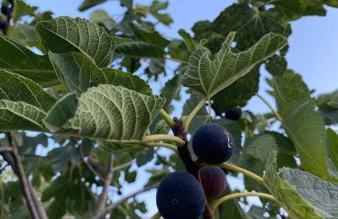 The Country House - Foto 13