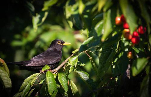 Cityappartement am Kirschberg - Foto 8