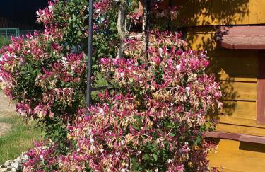 Izerski Poranek - Foto 20