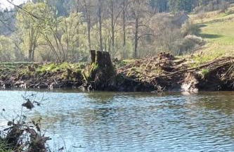 Ferienglück im Schwarzwald - Foto 26