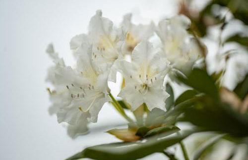 Ferienhaus Groenhoff 35122 - Foto 12