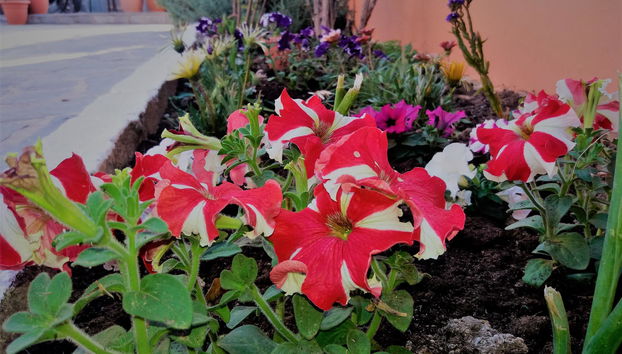 Ziogas Luxury Apartment's - Foto 3