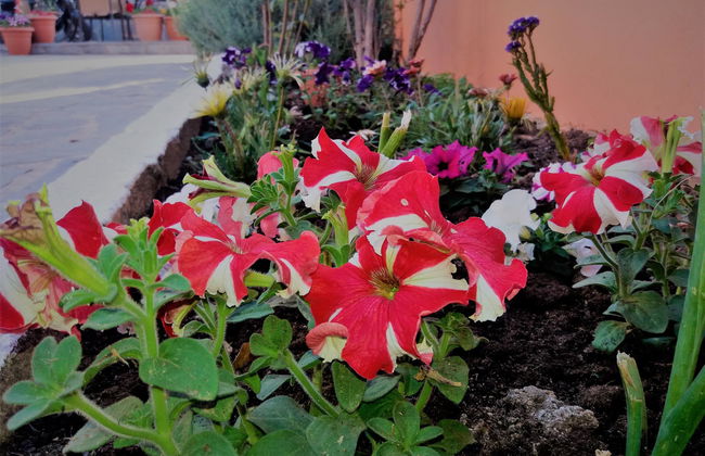 Ziogas Luxury Apartment's - Foto 3