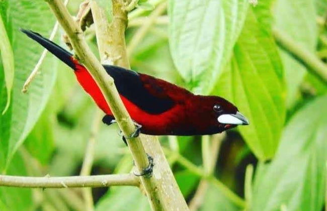 Minca Bird Watching Tour - Photo 7